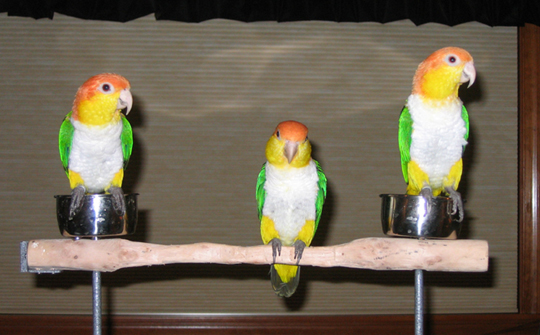 Caiques